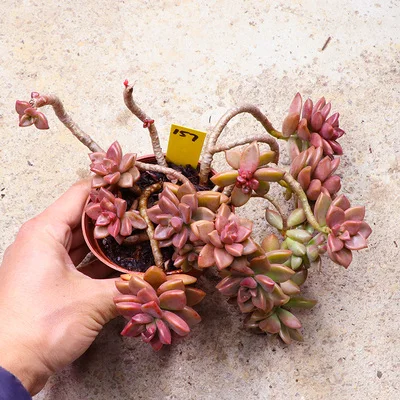 Graptopetalum paraguayense cv Бронзовый кластер Редкие сочные черенки все разные для живых растений настоящее растение