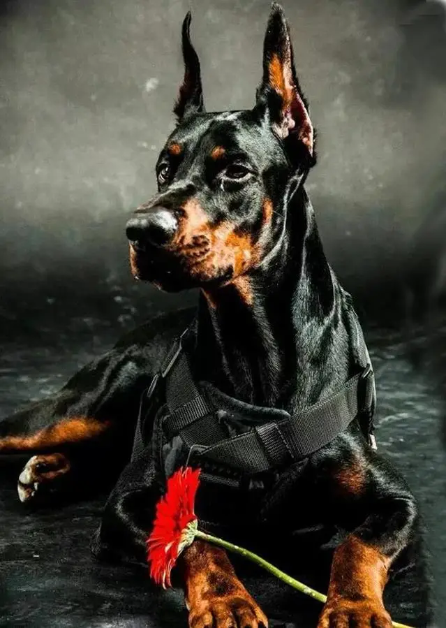 11 5D алмазная вышивка крестиком, Doberman Pinscher, DIY Алмазная вышивка, полная квадратная 3D Алмазная мозаика, стразы, Новое поступление - Цвет: 11
