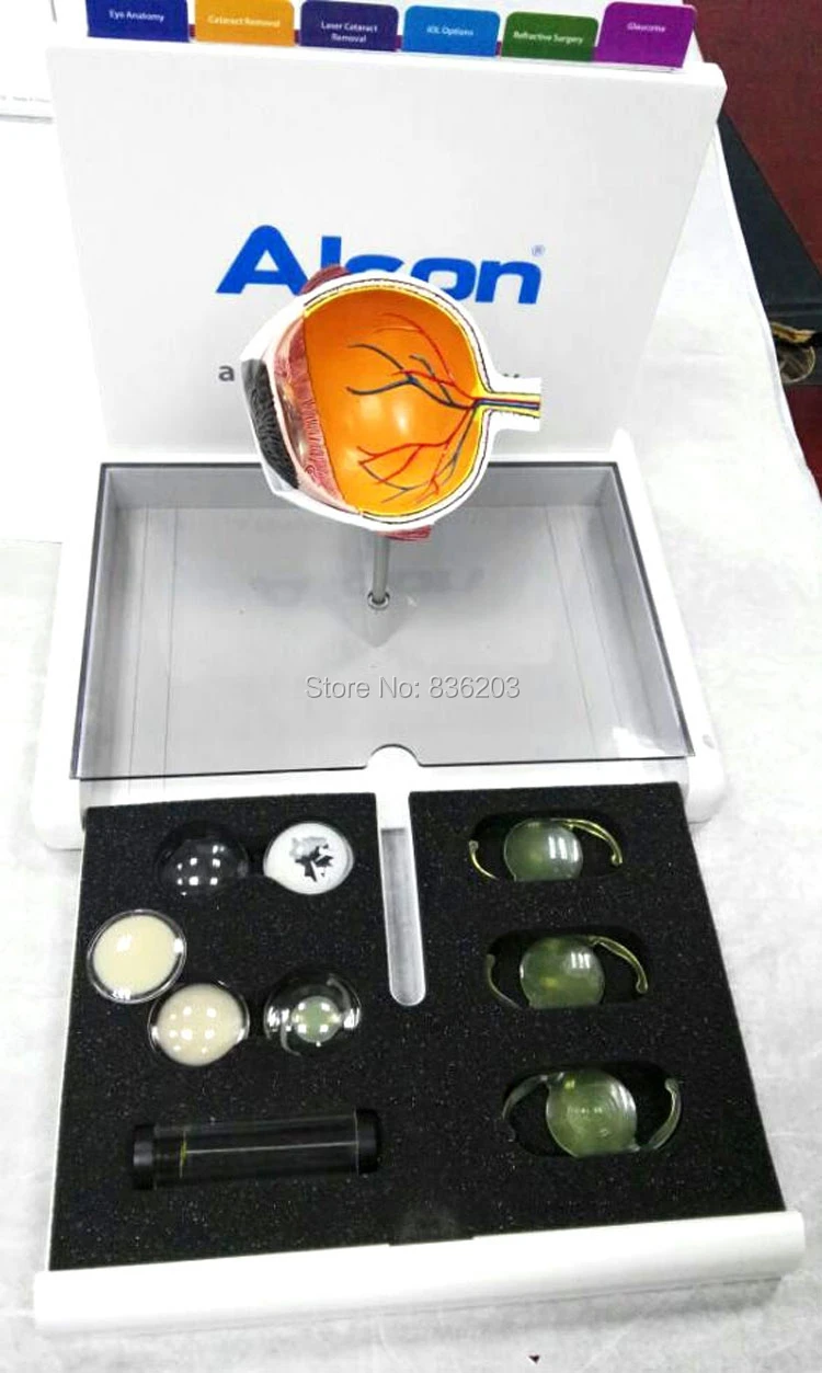 Медицинская катаракта человеческого органического мозга анатомический Скелет