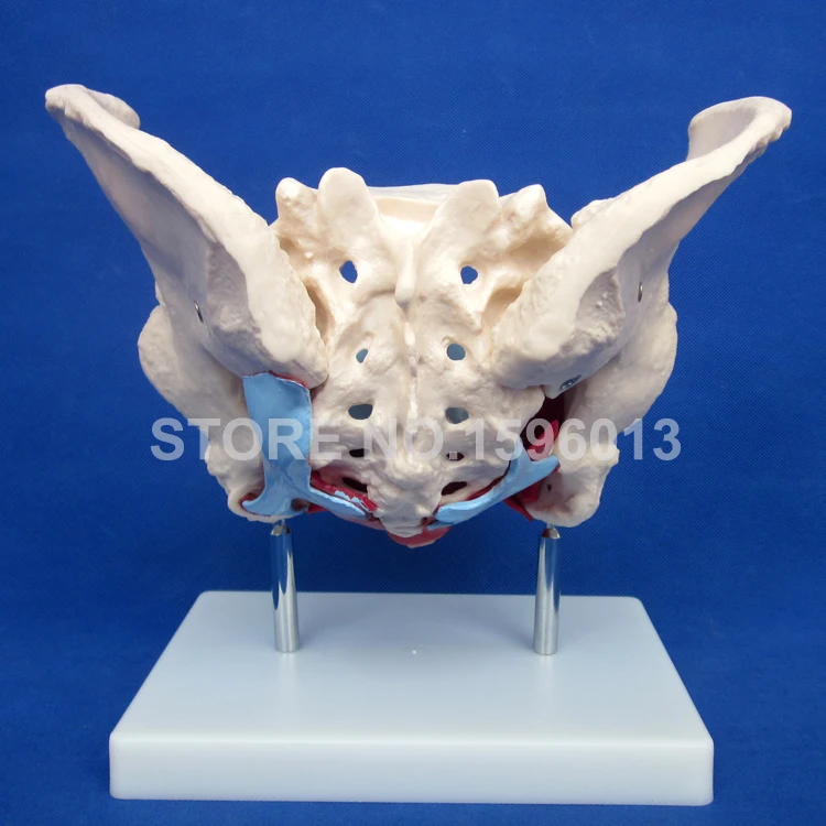 Модель таза для женщин с мышцами и органами анатомическая модель | Канцтовары