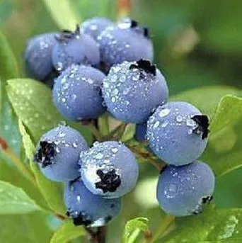 Garden plants free shipping AMERICAN BLUEBERRY Seeds 95%+Germination (40 Seeds) A++ |