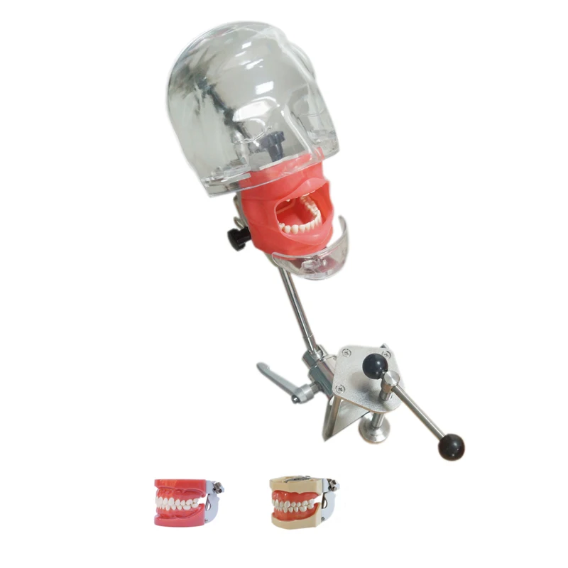 

Dental Manikin simulation training simple head model with different model jaws