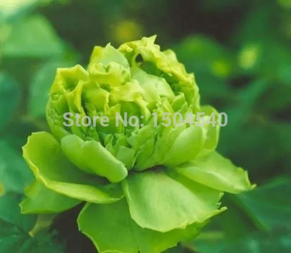 Free shiping Green Peony Flower Seeds For Home &amp Garden DIY Plants Beautiful lovely 5pcs |