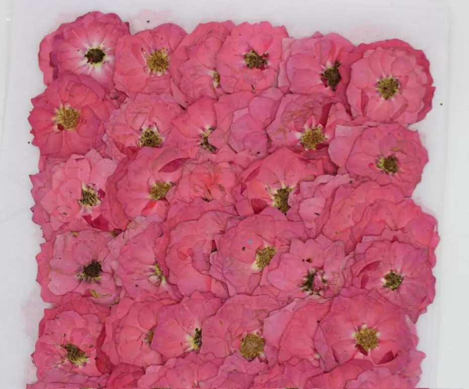 60 шт прессованный высушенный Pink Rosa Rugosa Thunb. Цветочная фотография для ювелирных