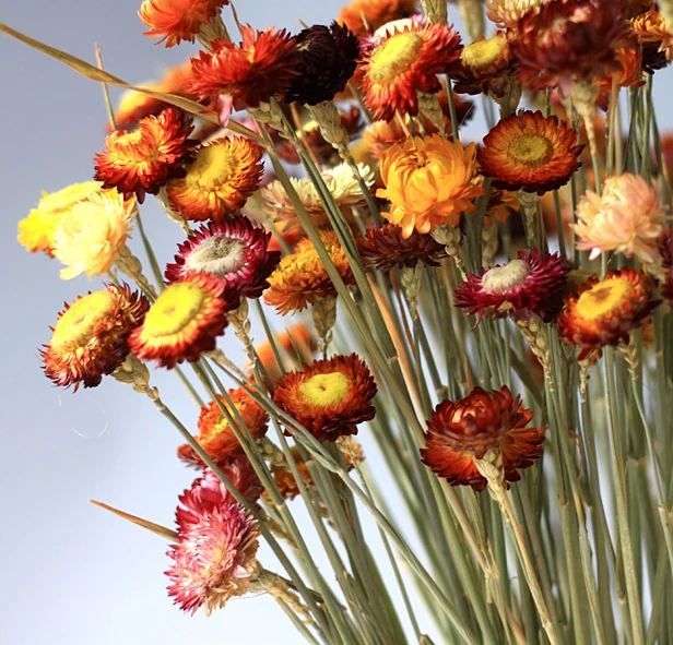 New 50pcs/lot chrysanthemum wedding decoration Dried flowers party supplies flower home decor Z3731 | Дом и сад