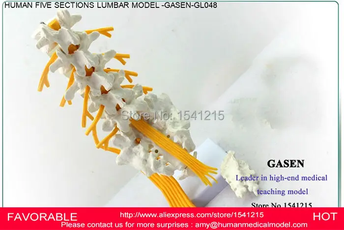Модель скелета поясничного отдела позвоночника коцикс нейронного модель GASEN-GL048 |