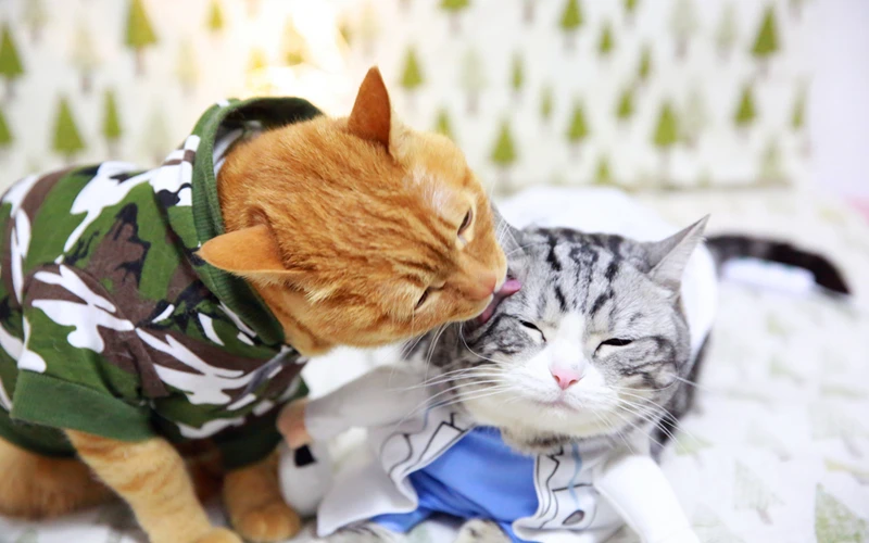 [Одежда для кошки MPK] камуфляжное пальто на собаку одежда питомца милая хлопковая