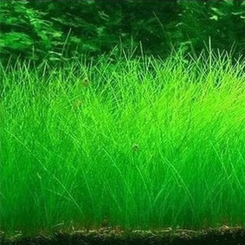 mini hairy Водные растения водоросли водная трава Семена аквариумных растений 5 см пластиковые натуральные минеральные водные био мох мяч - Цвет: mini hairy