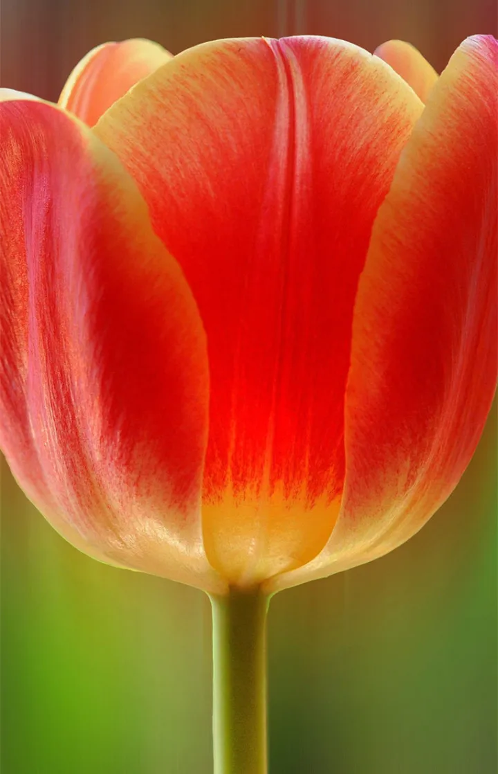 

Алмазная 5d картина с цветами, орхидеями, хризантемами, подсолнухами, розами, полная вышивка, вышивка крестиком, свадебное украшение