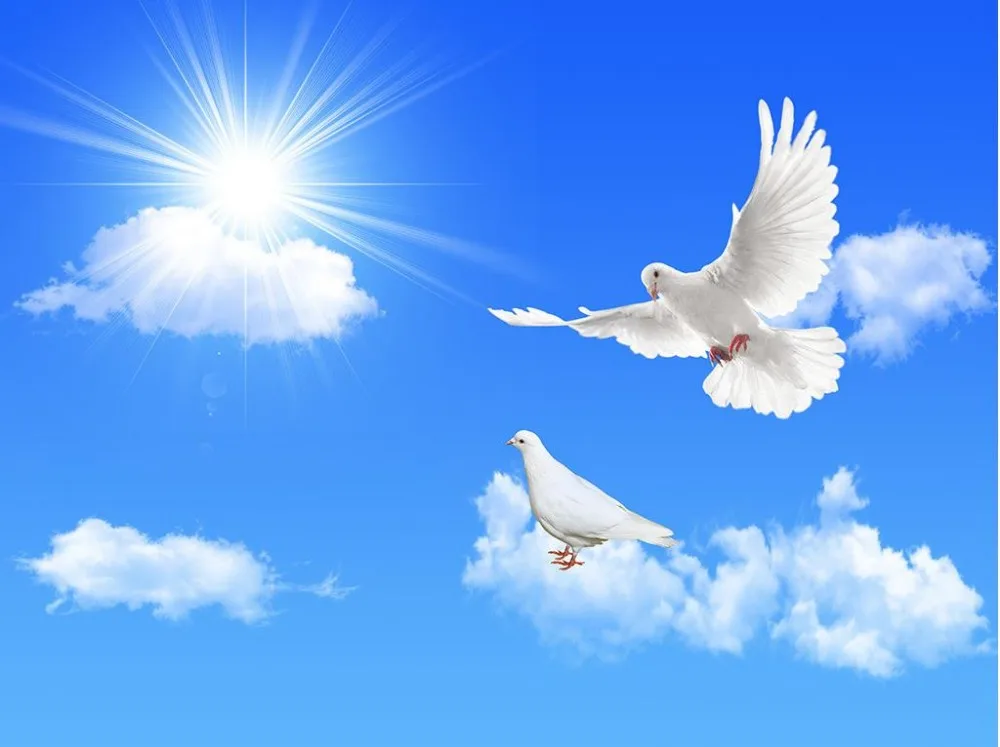 мирное небо. голуби в небе. голуби на голубом небе. голуби в небе. небо облака голуби.