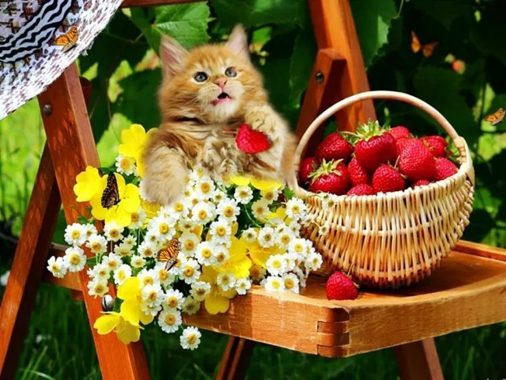 V8563 EverShine 5D Diamond Painting Animals Picture Of Rhinestones Diamond Embroidery Full Display Cat Cross Stitch Diamond Mosaic - Цвет: V8563