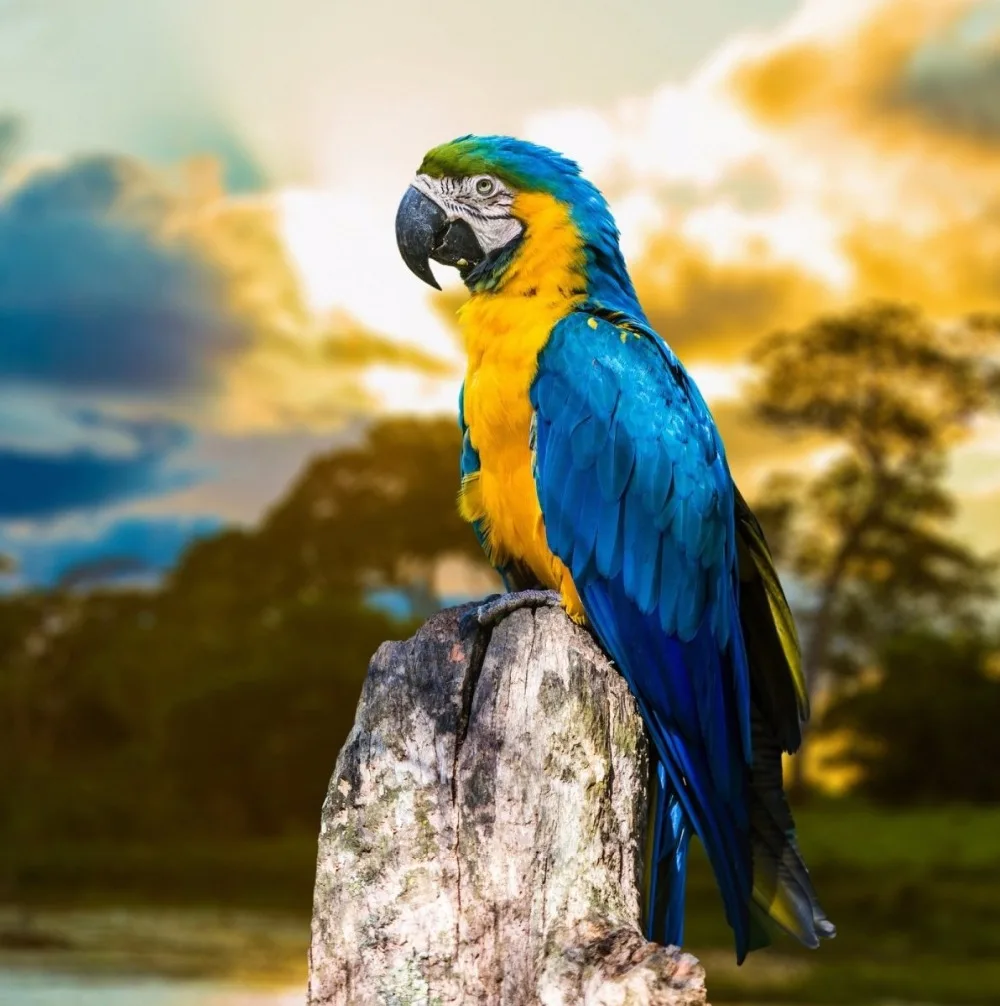 5D алмазная живопись животные птица желто синий ара сделай сам полноразмерная