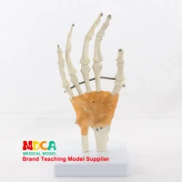 flexible hand joint model hand bone model wrist joint ligament palm bone skeleton medical teaching msg004