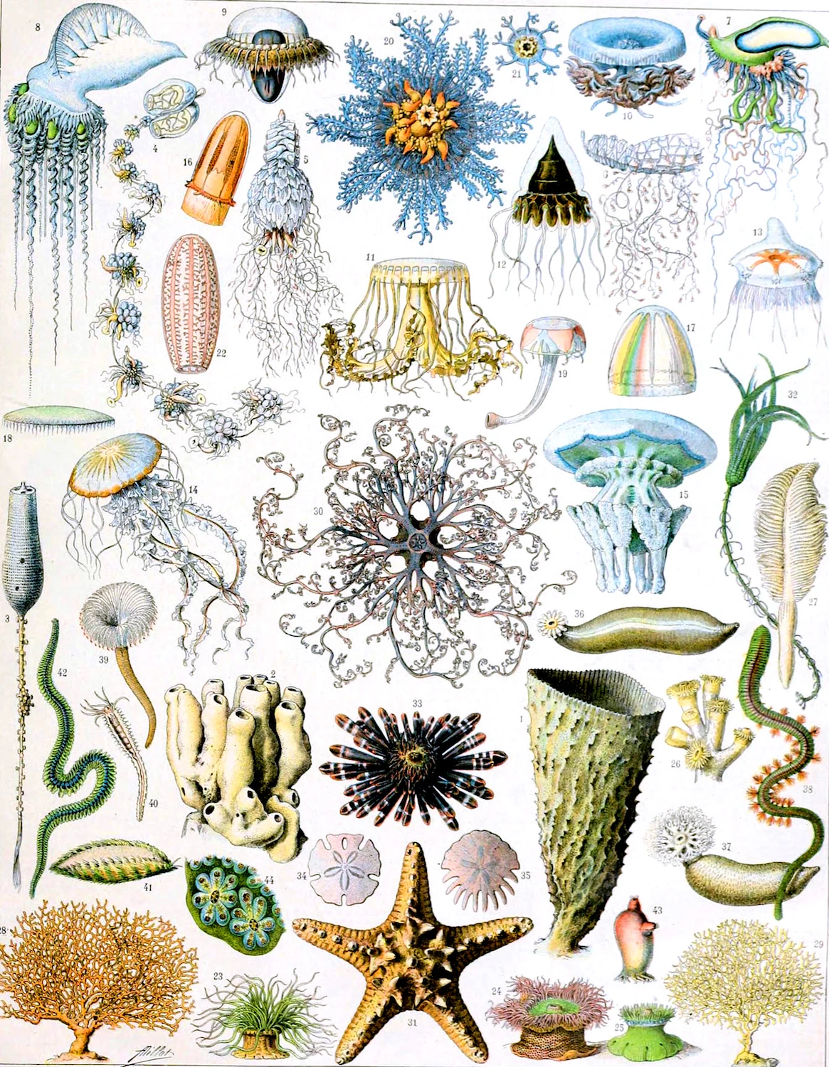 Природа морской рыбы снарядов холст картины Винтаж крафт Плакаты классические