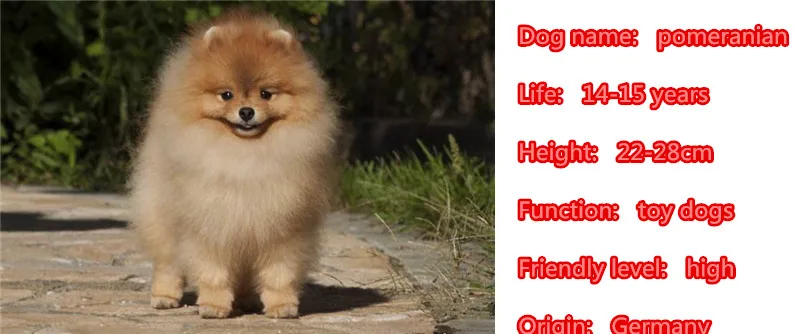 Pomeranian Teddy Necklace Dog Animal Pendant Gold Silver Plated Jewelry For Women Male Female Girls Ladies Kids Boys N029 | Украшения и