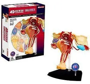 4D мастер медицинский человеческий череп анатомическая модель скелета Женская