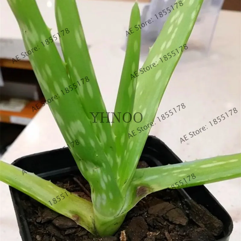 100 шт. съедобные фрукты алоэ вера Красота Косметика Флорес бонсай растение для