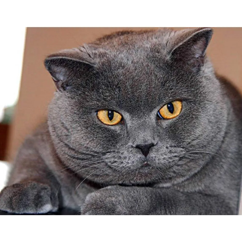 

DIY Diamond Painting Decorative Painting Rhinestone Mosaic 5D Cross Stitch Diamond Embroidery Square/round Cat