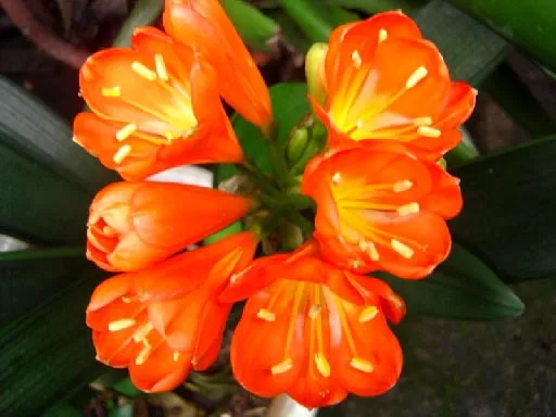 Free shipping 19 kinds Bonsai Clivia miniata flower plant seeds Kaffir lily in one Wholesale price home |