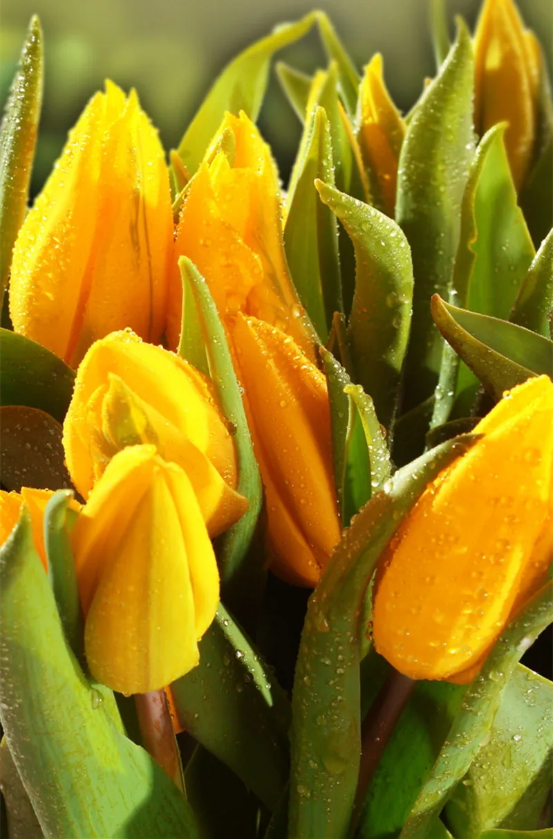 Алмазная живопись желтый цветок Подсолнух Орхидея Роза тюльпаны полный квадрат