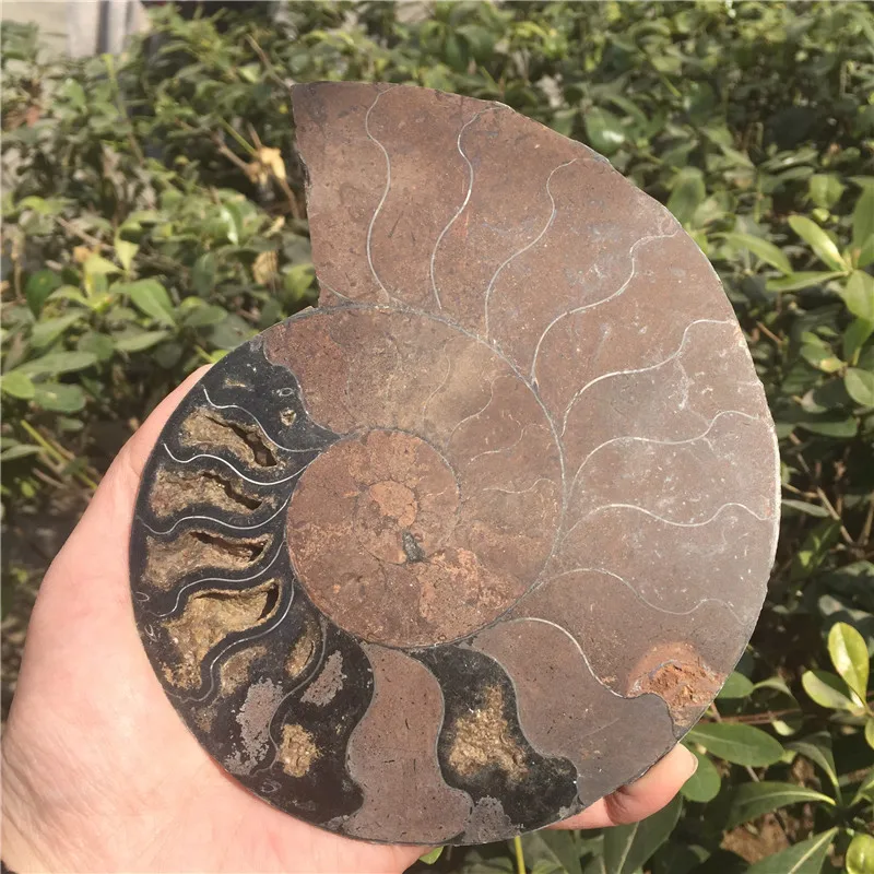 Натуральный Сплит Аммонит окаменелость образец Ammolite океан животных формы в виде морских животных Мадагаскар образец минерал