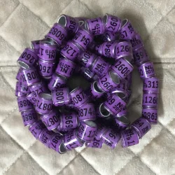Purple NL Кольца для голубей GB AU NL DV HKPA Тайвань BELG красочное кольцо для ног птицы 100 шт./лот - Цвет: Purple NL