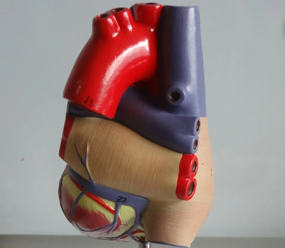 1:1 анатомическая Анатомия сердца внутренние органы медицина модель органа Emulational