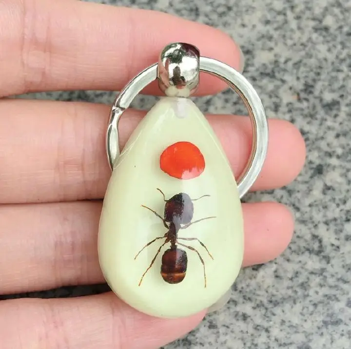 12 шт. настоящий муравей красный BEAN светящийся люцитовый прекрасный падение стиль брелок таксидермический подарок