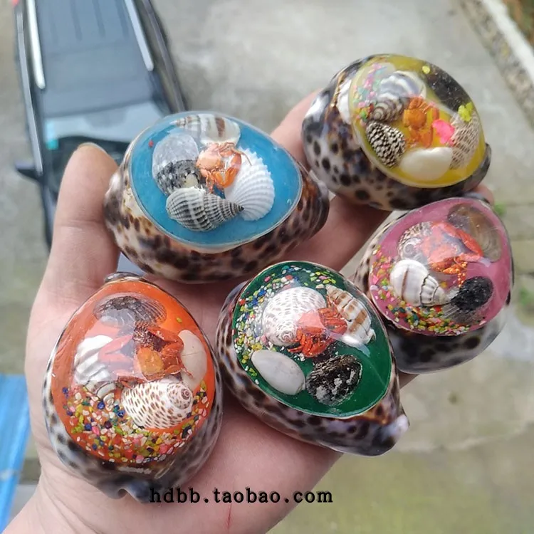 3 шт. большой натуральный ракушка ручной работы креативные подарки Табби