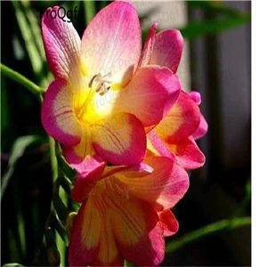 Ngryise 20 шт набор Freesia hybrida