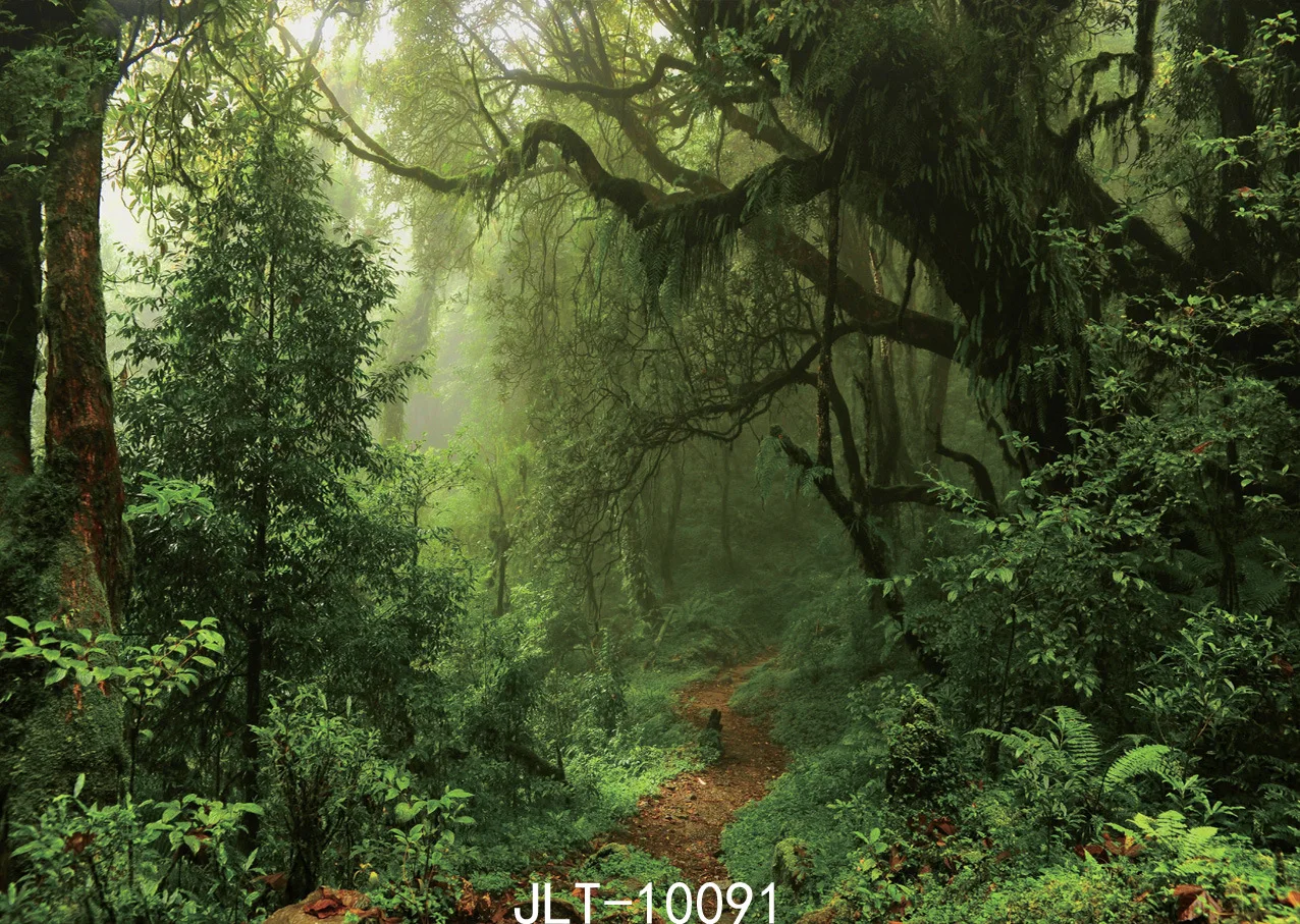 Лес снимок фон для фото Фотообои|photography background|photographic backgroundforest photography |