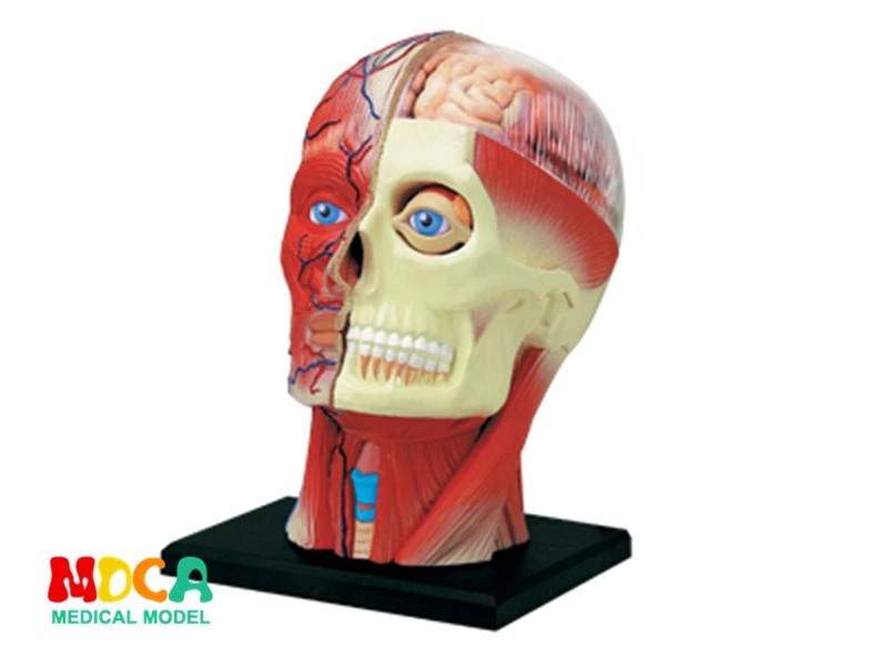 Cranioface 4d головоломка для сборки человеческого тела обучающая модель|Медицинская