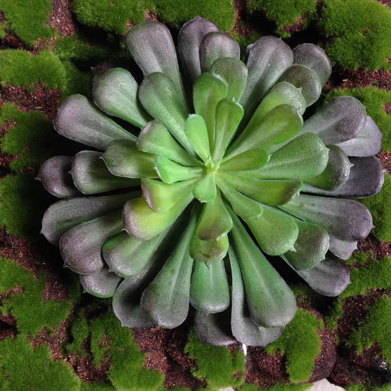 NuoNuoWell 3x Aeonium Черный Розовый Великолепная 7 5 ''голова искусственное