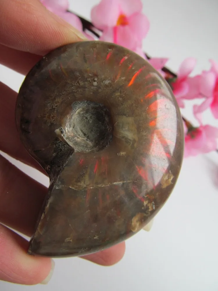 Редкий! Натуральный Радужный баммонит ракушка аммолита драгоценный камень