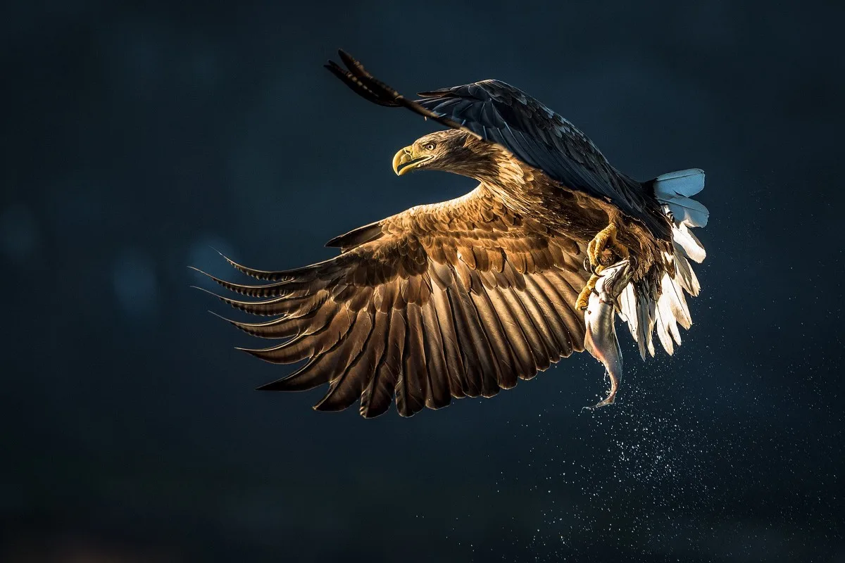 eagle catching fish artwork PDW315 custom print canvas fabric poster for wall decor room home decoration (frame available) | Дом и сад