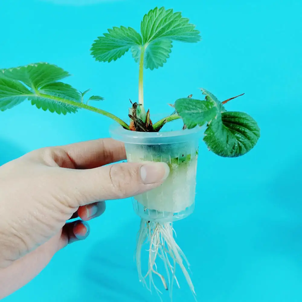 100 шт 40 мм посадки хлопка теплицы Soilless выращивание гидропонная, для растений посадки губка корень губка