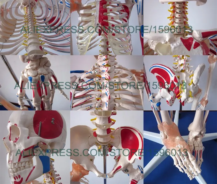 Популярная модель скелета человека с мускулами и связками мускулов высотой 180 см