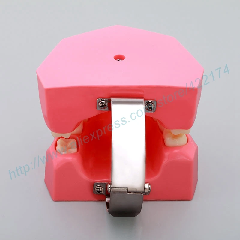 

child learning model dental tooth teeth dentist model for teaching study odontologia