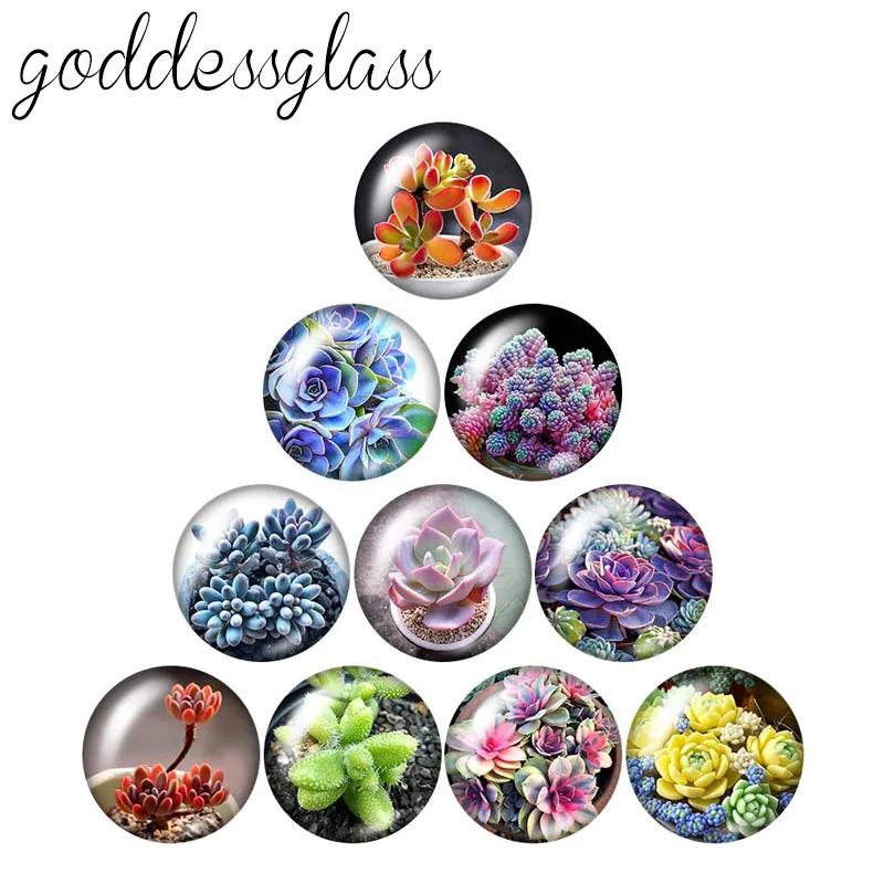 

Beauty succulent plant Flowers 10pcs mixed 12mm/18mm/20mm/25mm Round photo glass cabochon demo flat back Making findings ZB1092