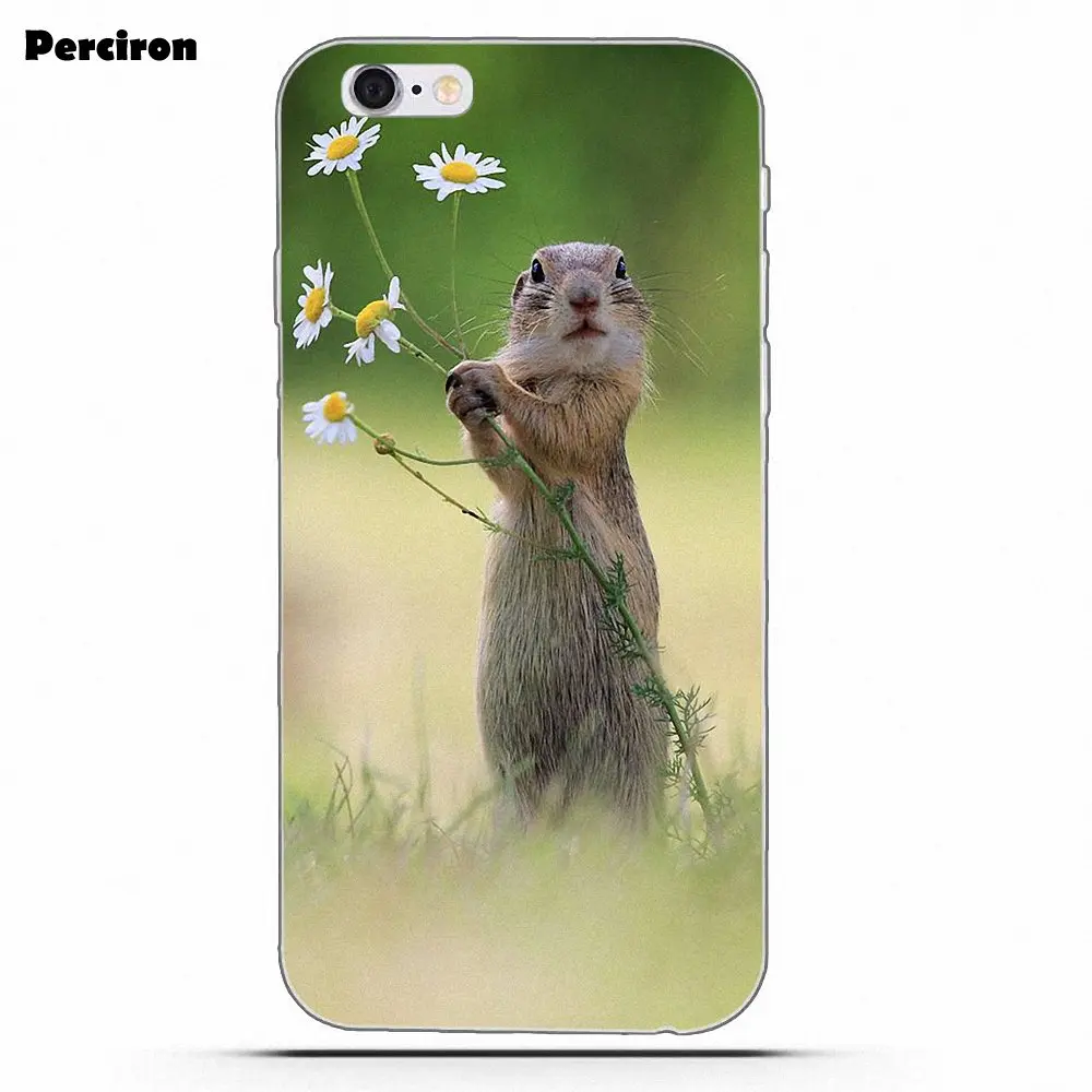 as picture Perciron Squirrel Soft TPU Print Cover Case For Xiaomi Redmi Note 2 3 3S 4 4A 4X 5 5A 6 6A Pro Plus - Цвет: as picture