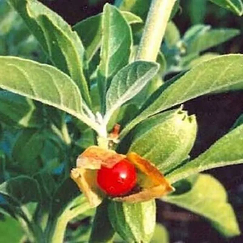 Ashwagandha-1000 мг Максимальная прочность