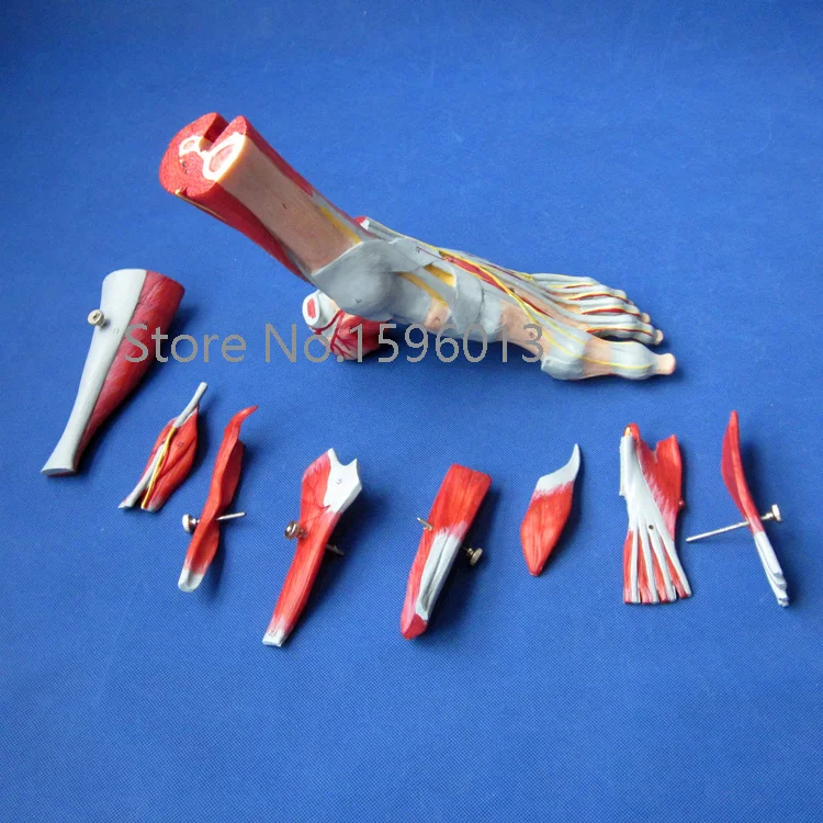 Мышцы стопы с основными сосудами и нервами бриджи стопы|foot care gift set|foot model feetmodel rocket