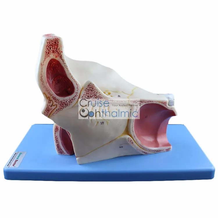 Орбита премиум класса и окулярные мышцы модель 5X глазного яблока | Для