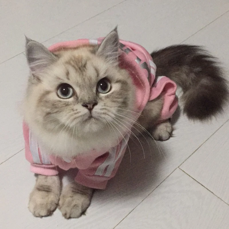 Модная одежда для кошек зимняя теплая уютная Одежда любимцы котята верхняя