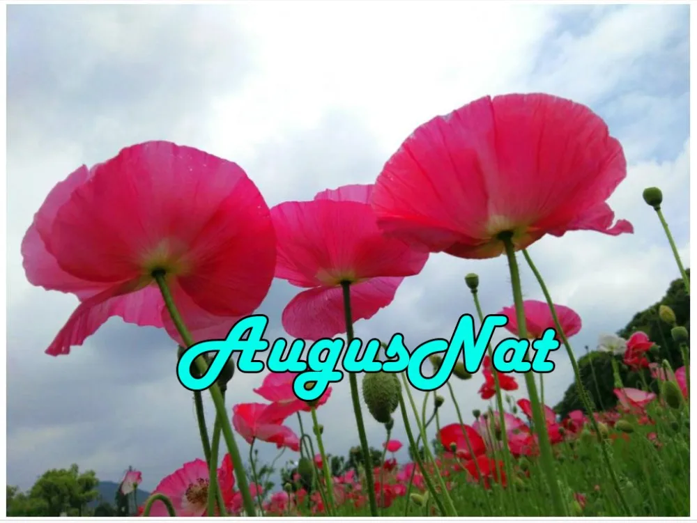 Алмазная 5d картина с красным маком вышивка цветами полностью круглая