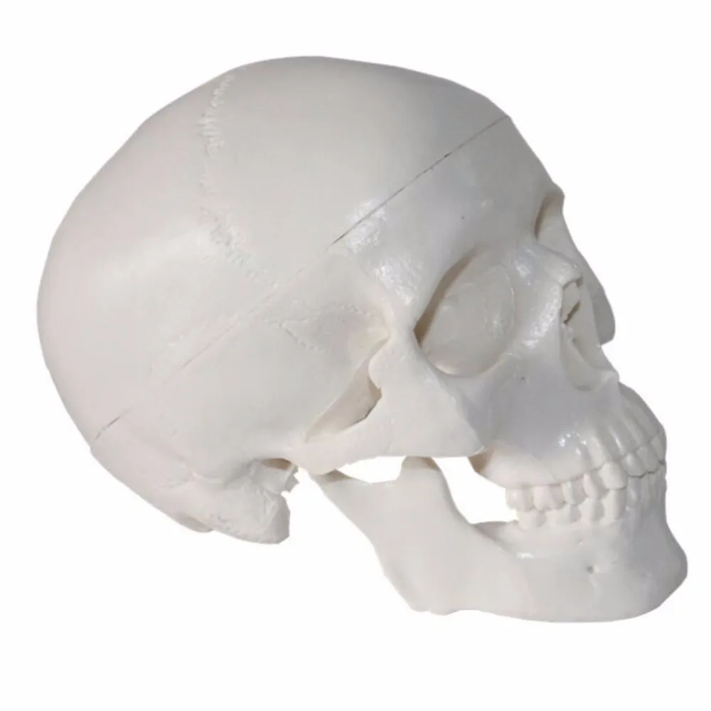 1 шт./упак. крутой ПВХ Mini Skull Human Head для искусства медицины и анатомии|Медицинская