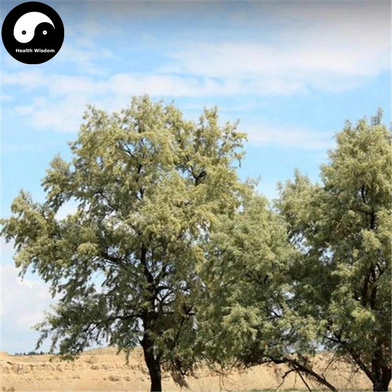 Купить песок Дата дерево Semente 60 шт Растения пустыни фрукты Elaeagnus Angustifolia Sha Zao