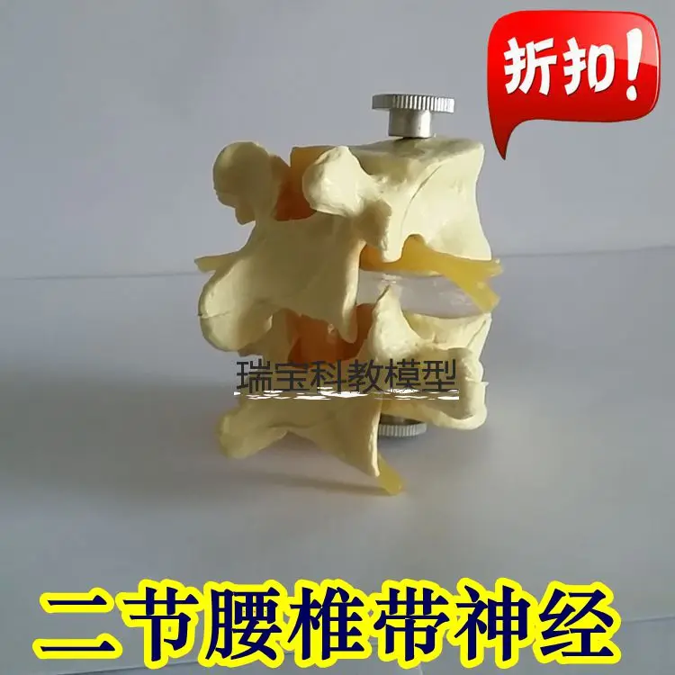 human model spinal cord nerve model lumbar intervertebral disc has nerve vertebra with holder free shipping