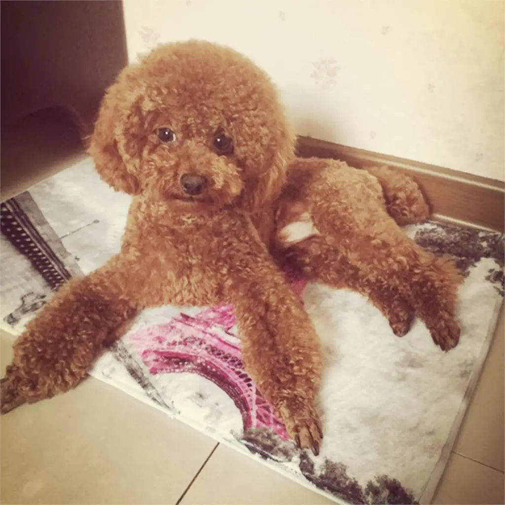 Напольный коврик милая собака мопс с большим лицом печать на заказ Нескользящие