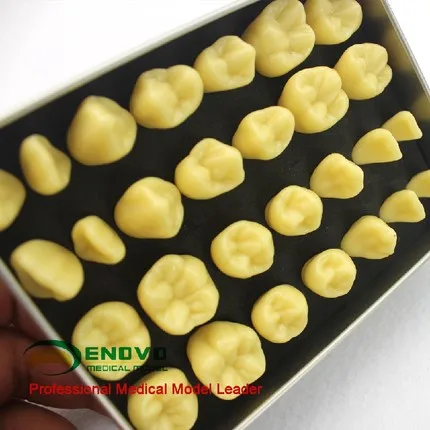 2X Carved teeth practice guide model Teaching model of oral prosthodontics for maxillofacial patients